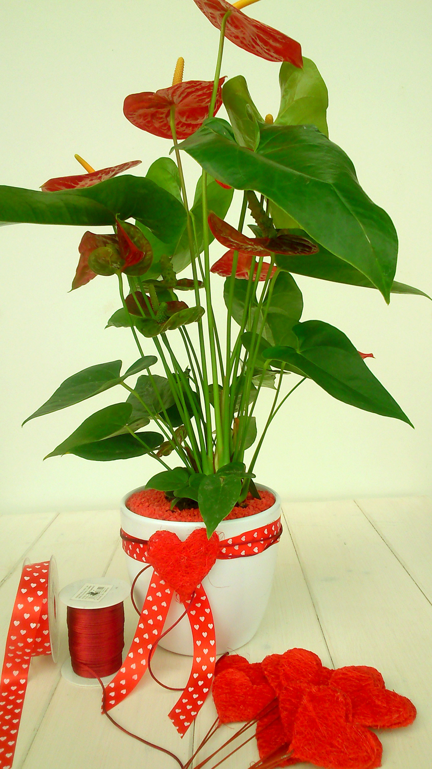ANTHURIUM