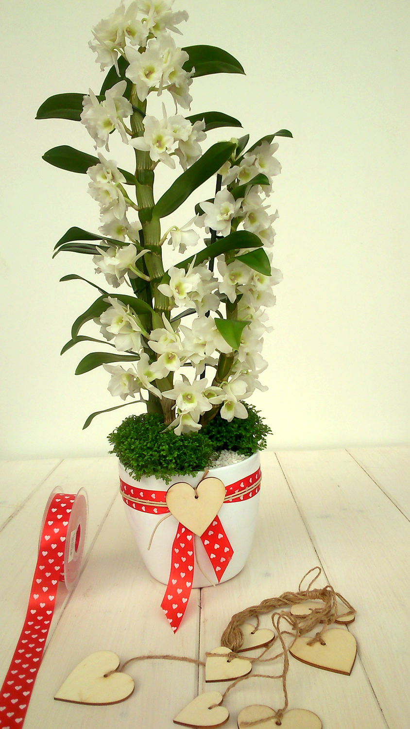 DENDROBIUM
