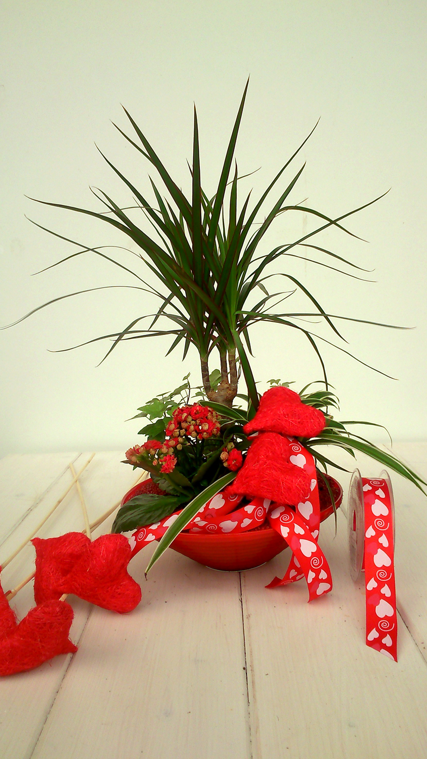 DRACENA