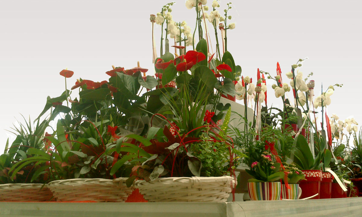 Plantas San Fermín
