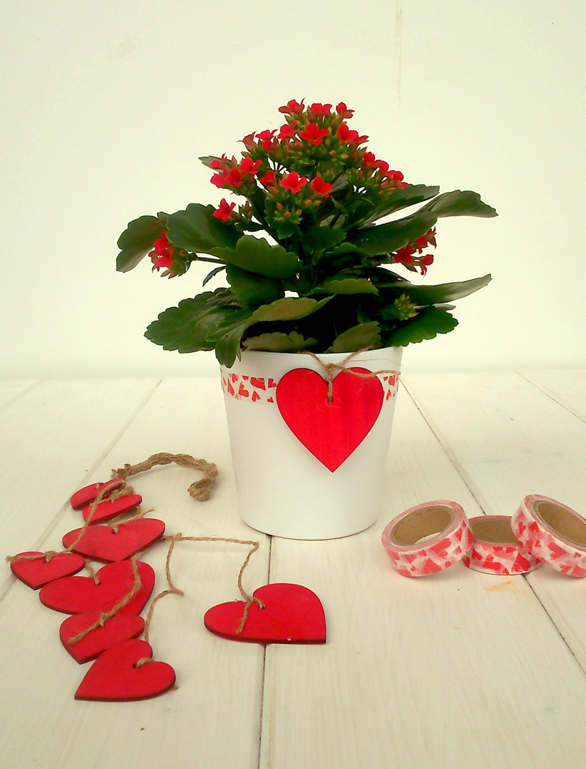 KALANCHOE