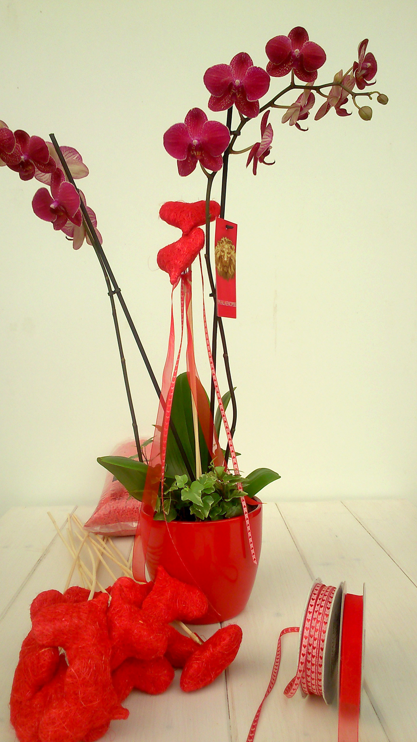 ORQUIDEA PHALAEN