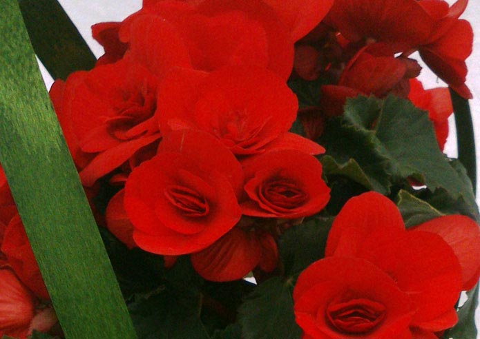 Día de la madre 2014