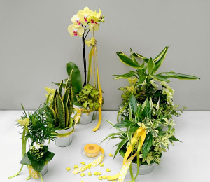 Colección Fresca Primavera