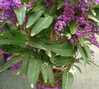 Handerbergia  - Flores de primavera