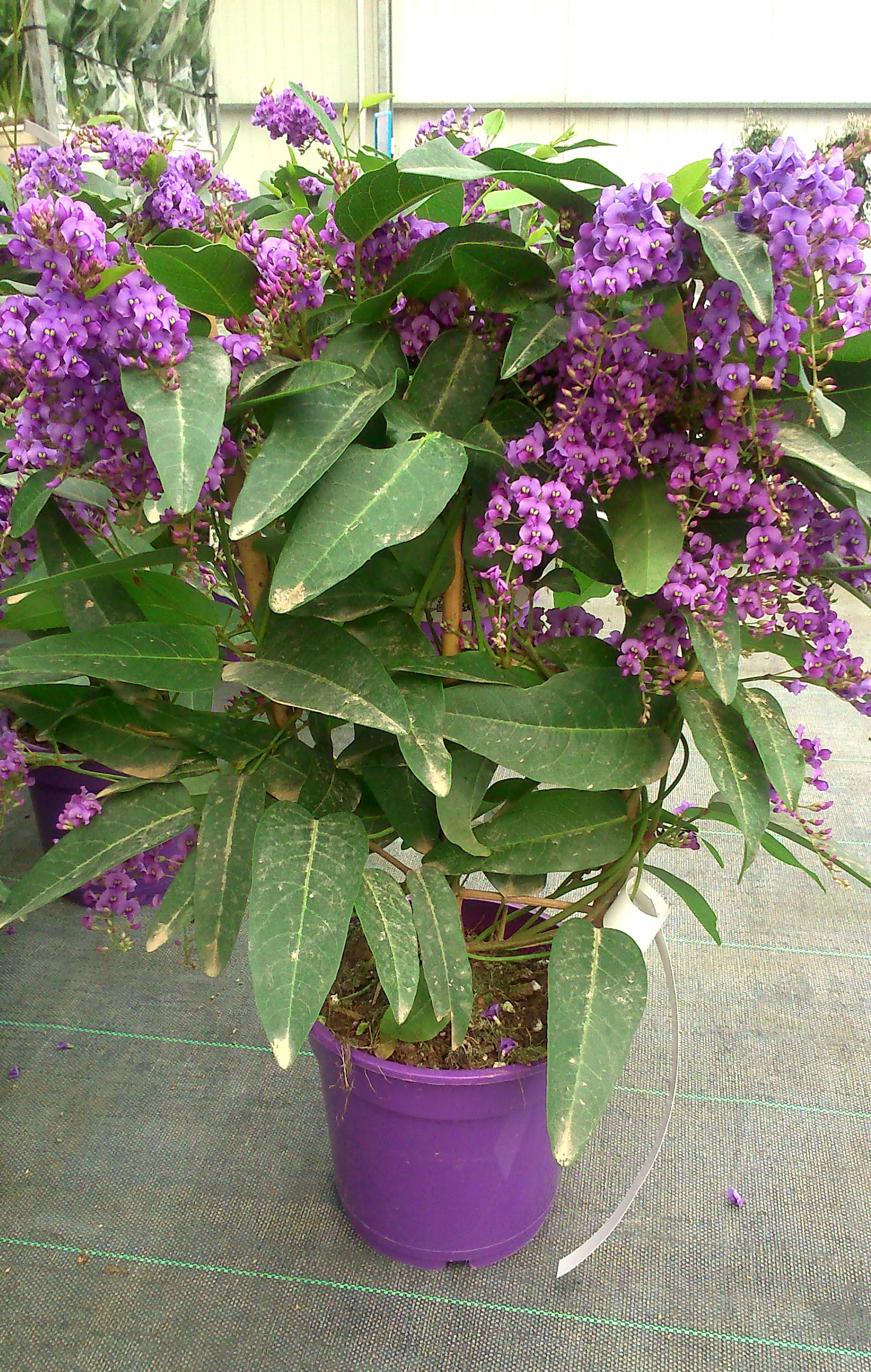 Handerbergia  - Flores de primavera