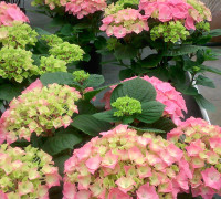 Hortensia - Flores de primavera