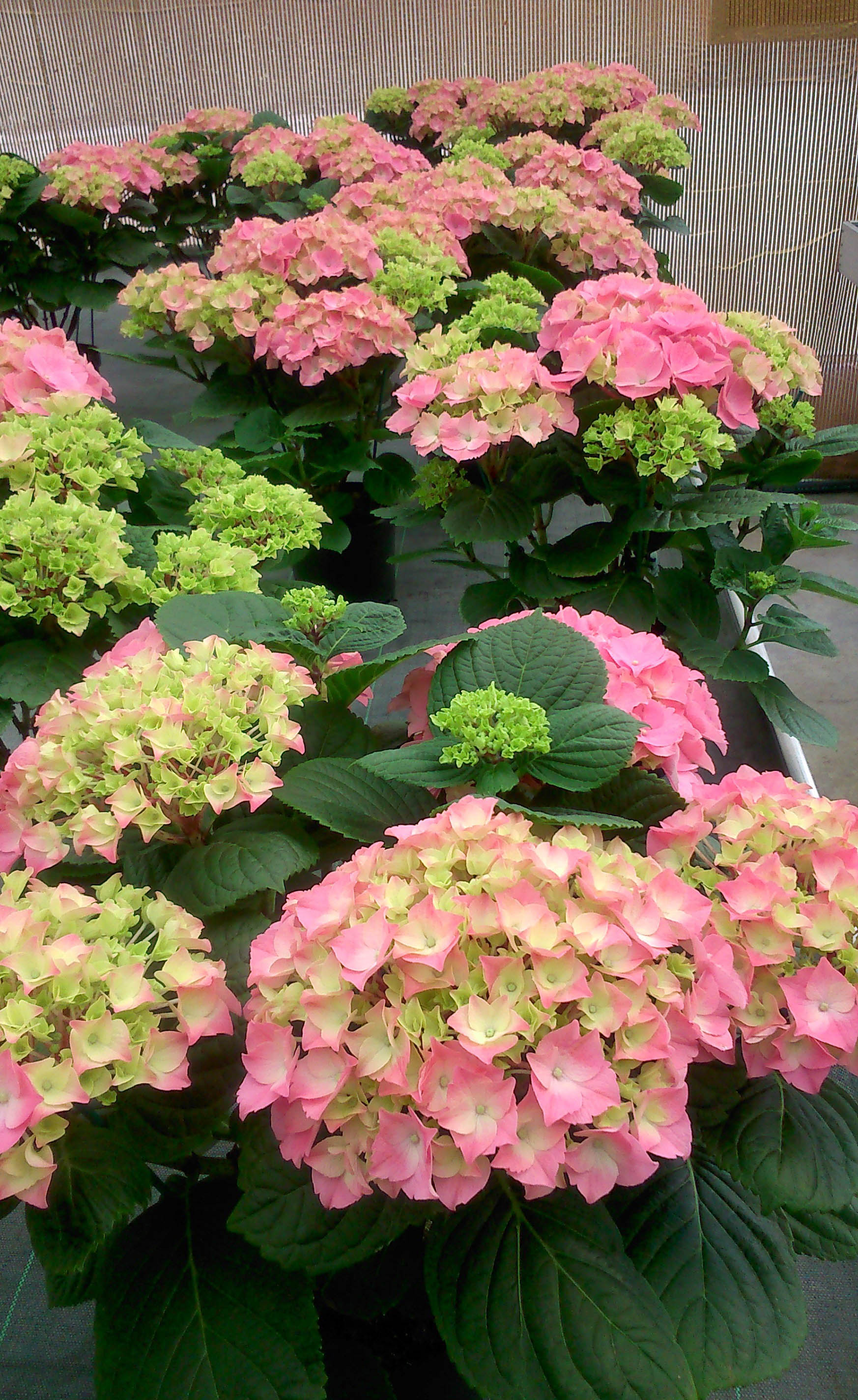 Hortensia - Flores de primavera
