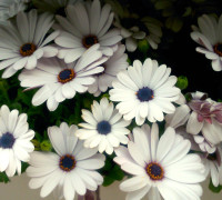 Osteospermun - Flores de primavera
