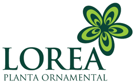 Lorea