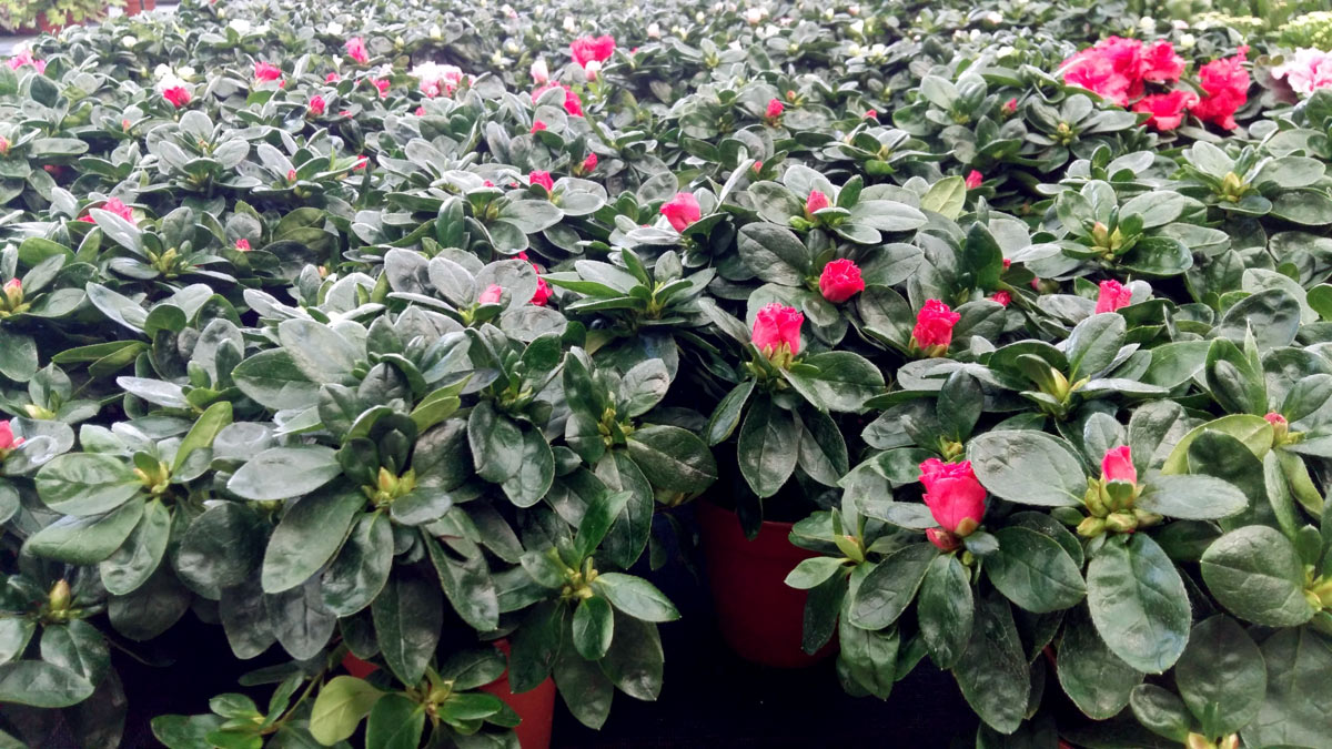 Azalea