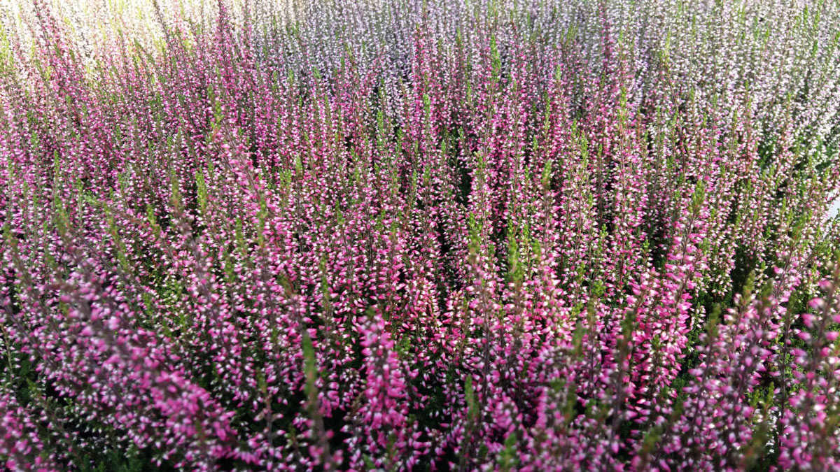 Calluna