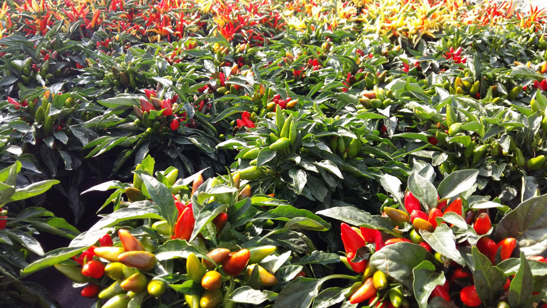 Capsicum