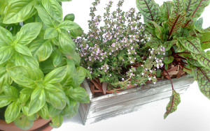 Plantas aromáticas ecológicas