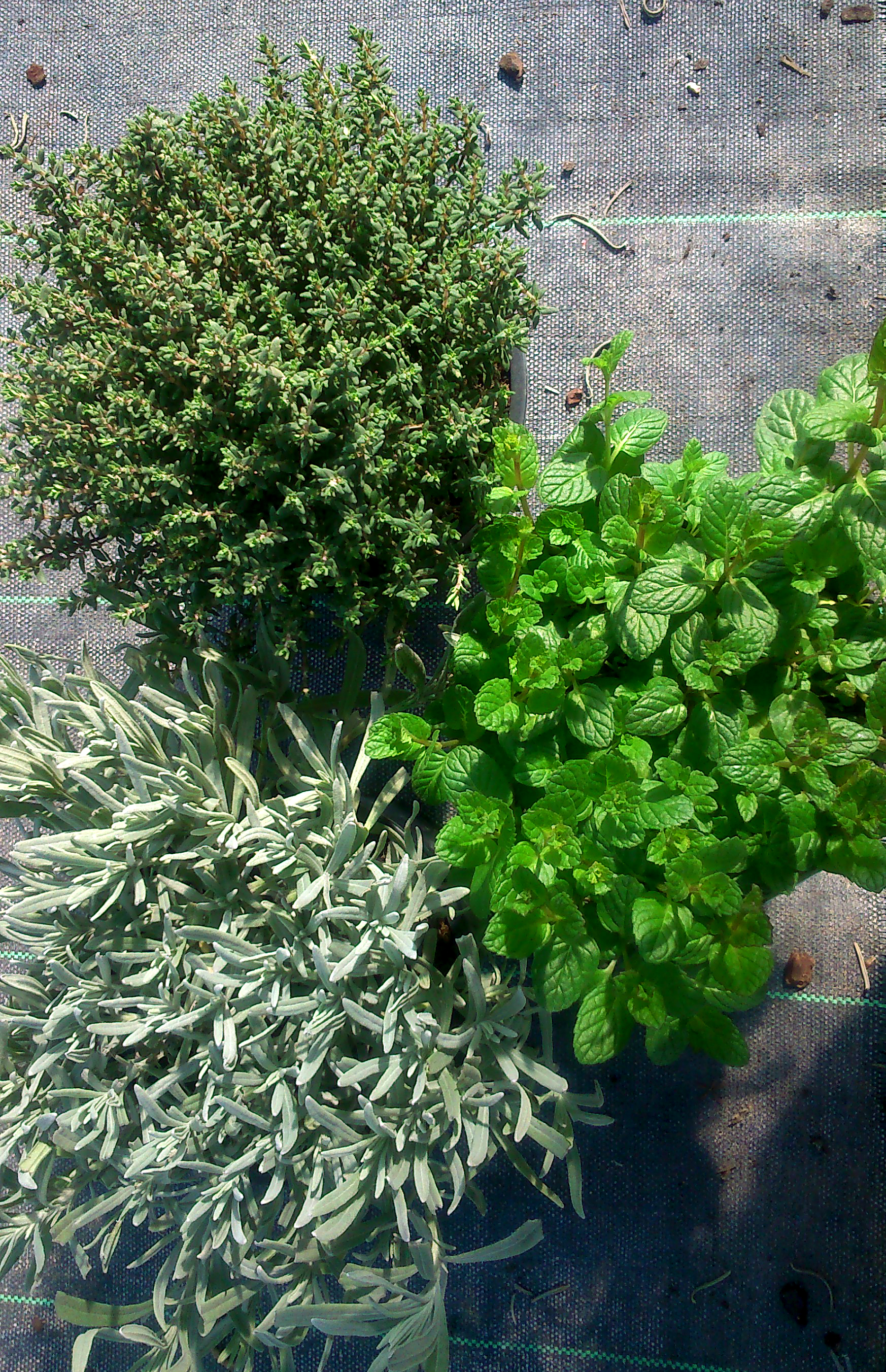 Plantas aromáticas