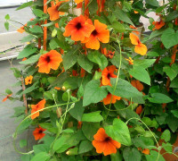 Thumbergia - Flores de primavera